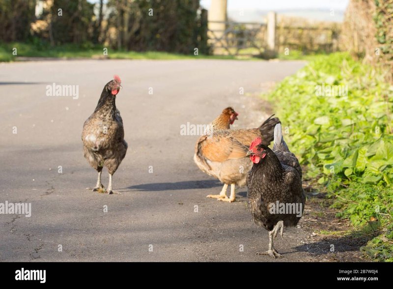 Scopri chicken road italia